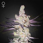 Razuberi | Green House Seeds - Only Seeds
