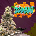 Zahemi (Regulär) | Perfect Tree - Only Seeds