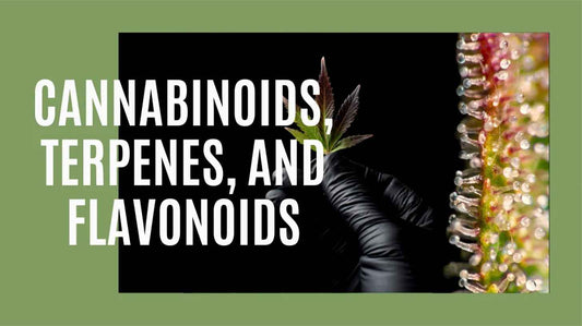 Flavonoide, Cannabinoide und Terpene – Wie Cannabis wirklich wirkt - Only Seeds Europe