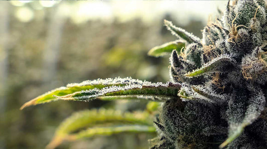 Die Welt der Cannabinoide: Alles über D9THC, D8THC, THC, CBD, CBG, CBN und CBC - Only Seeds
