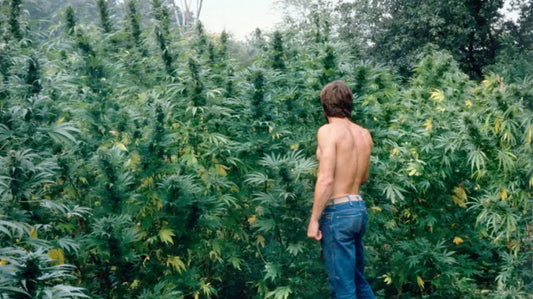 Die vollständige Skunk #1 Geschichte – Eine Revolution in der Cannabiszucht - Only Seeds Europe