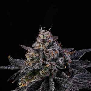 Rainbow Gelato | Wizard Trees