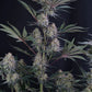 Lemon Tree Auto | Fast Buds