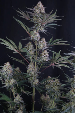 Lemon Tree Auto | Fast Buds