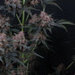 Mango Cherry Runtz Auto | Fast Buds