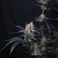 Guava Runtz Auto | Fast Buds