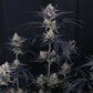 Guava Runtz Auto | Fast Buds