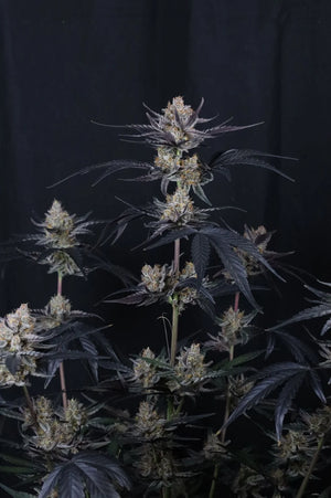 Guava Runtz Auto | Fast Buds
