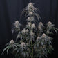 Mango Frost Auto | Fast Buds