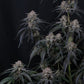 Mango Frost Auto | Fast Buds