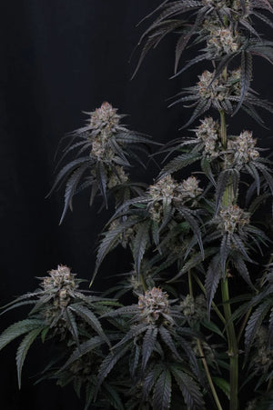 Mango Frost Auto | Fast Buds