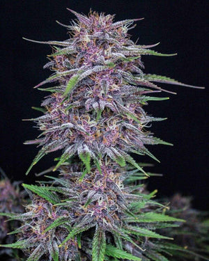 Banana Purple Punch Auto | Fast Buds