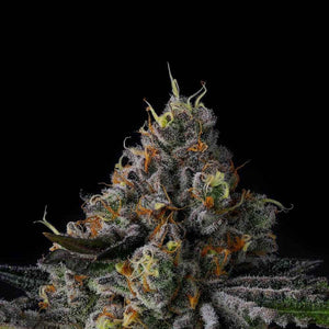Galactic Rainbow | Wizard Trees