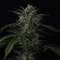 Banana Guava Auto | Fast Buds