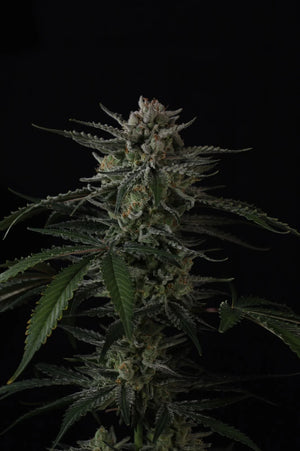 Banana Guava Auto | Fast Buds