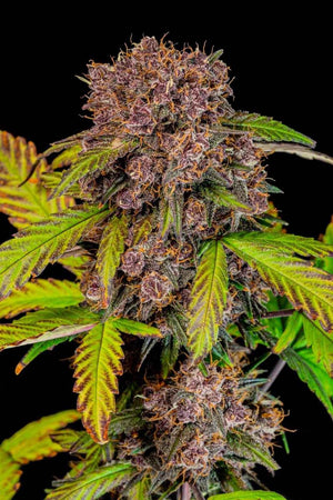 Lemon Cherry Cookies Auto | Fast Buds