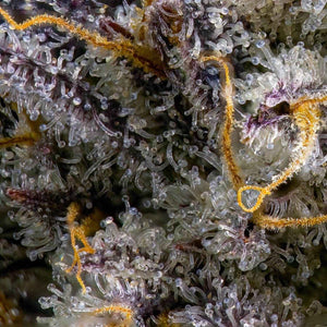 Blue Dashí | Maven Genetics