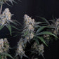 Guava Sundae Auto | Fast Buds