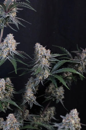 Guava Sundae Auto | Fast Buds