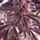 Platinum Dosha | In House Genetics