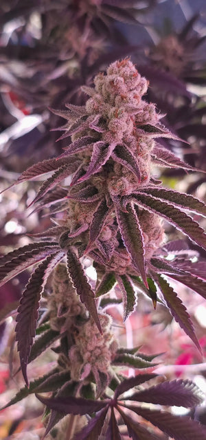 Platinum Dosha | In House Genetics
