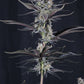 Mendo Guava Auto | Fast Buds
