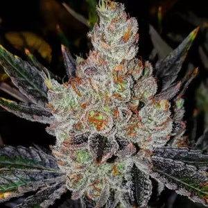 10th Planet R1 | Ethos Genetics