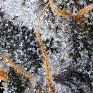 French Lotus | Maven Genetics