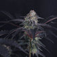 Mendo Frost Auto | Fast Buds