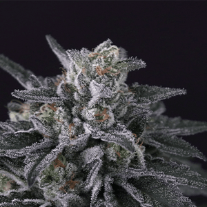 Gulupa | Paradise Seeds