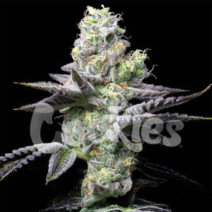 Wet Wet | Cookies Seeds