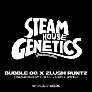 Bubble OG x Zlush Runtz (Reg.) | Steam House Genetics