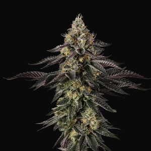Sunset Paradise | Paradise Seeds - Only Seeds Europe