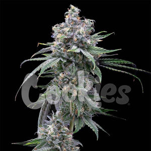 Pie Piss | Cookies Seeds