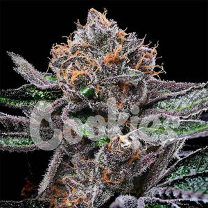 Candy Candy | Cookies Seeds