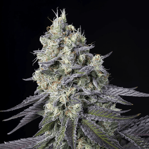 Purple Mints | Paradise Seeds