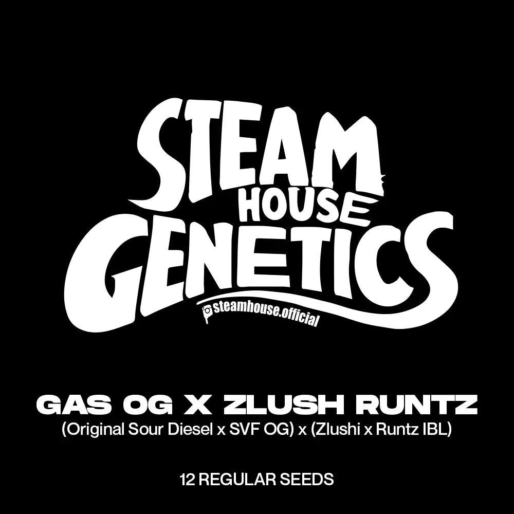 Gas OG x Zlush Runtz (Reg.) | Steam House Genetics