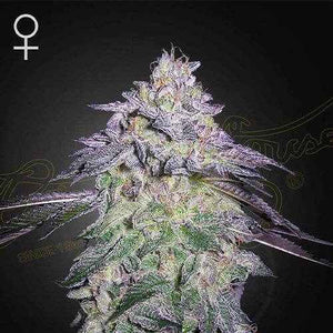 Nori Cake | Green House Seeds