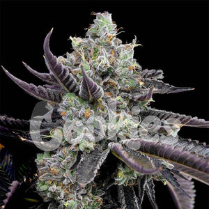 Tie Die | Cookies Seeds