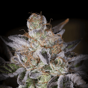 Sweetopia | Paradise Seeds