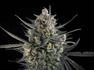 Pound Cake Auto | Fast Buds