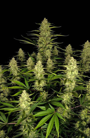 Papaya Cookies Auto | Fast Buds