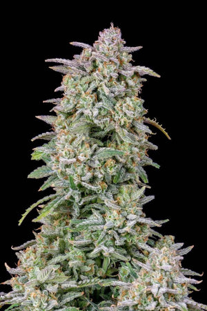 Forbidden Runtz Auto | Fast Buds