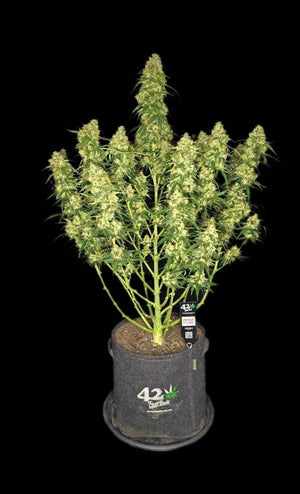 Sour Jealousy Auto | Fast Buds