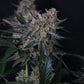 Guava Sundae Auto | Fast Buds