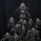 Mango Frost Auto | Fast Buds