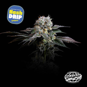 Hash Drip | Nine Weeks Harvest