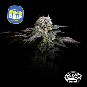 Hash Drip