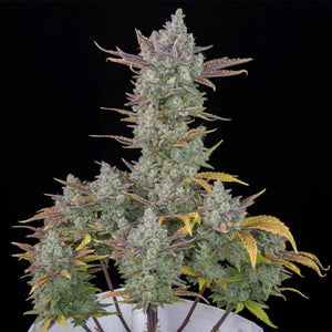 Gorilla Cookies Auto | Fast Buds