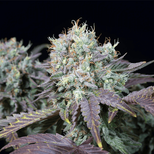 Blue Gem | Paradise Seeds